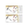 Ingranaggi Secondarihtq Z 15/41 Dentato Ø17 Malossi 67 9614